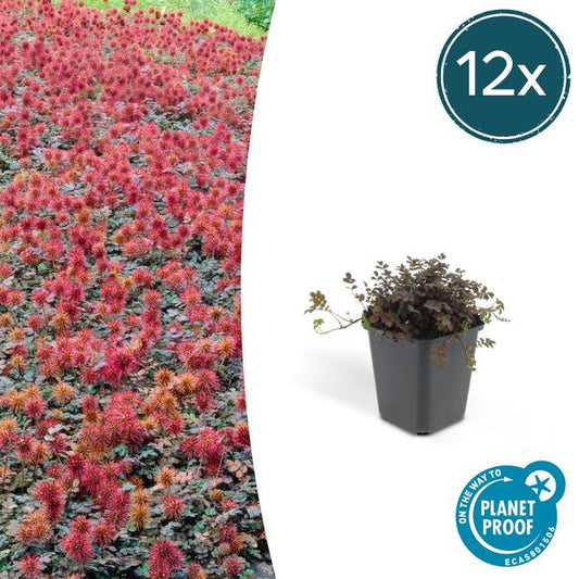 Acaena microphylla Kupferteppich als winterharter Bodendecker mit kupferfarbenem Laub