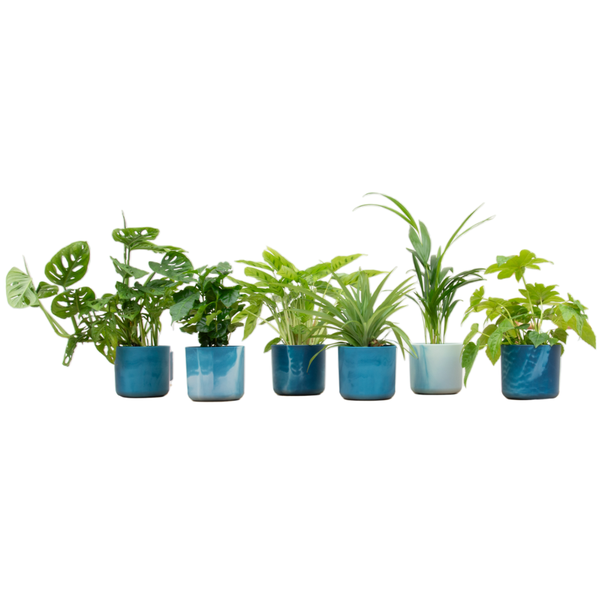 Überraschungsbox - 6 Pflanzen,mit topf Ø14 Blau