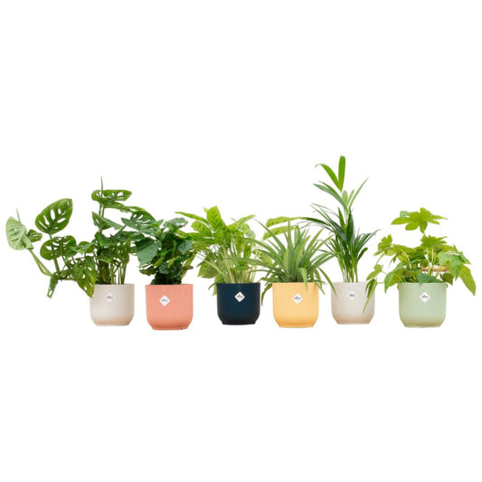 Überraschungsbox - 6 Pflanzen inklusive Topf Ø14 Farbenmix