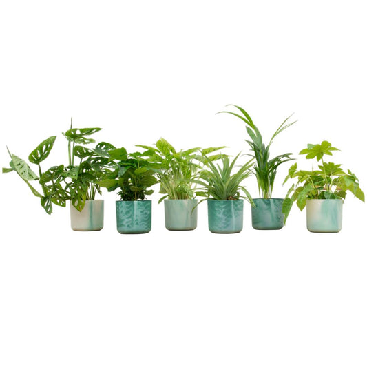 Überraschungsbox - 6 Pflanzen, mit Topf Ø14 Grün