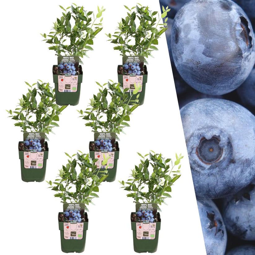 6 x Heidelbeerpflanzen BIO