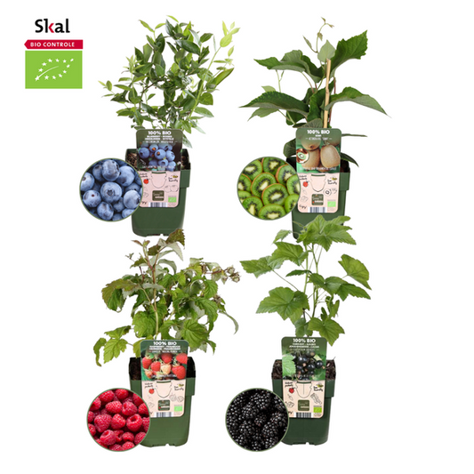 Bio Obstpflanzen Set bestehend aus Himbeere, Brombeere, Johannisbeere und Stachelbeere