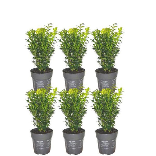 Set aus 6 Buchsbaum-Pflanzen (Buxus sempervirens) in grauen Anzuchttöpfen, jeweils etwa 20cm hoch mit frischem, glänzend grünen Laub