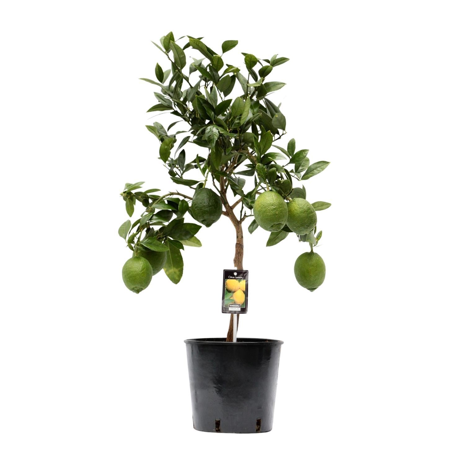 Citrus Lemon Zitronenbaum 80cm - Mediterraner Zitrusbaum mit Früchten für Zuhause