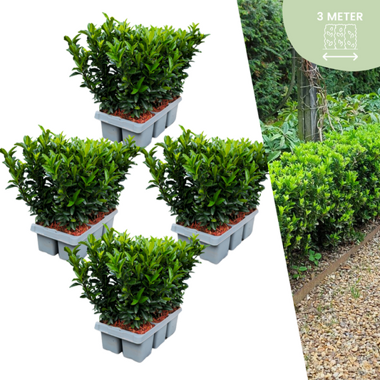 Produktbild von Euonymus japonicus Green Spire – kompakte, immergrüne Pflanze mit dichter Belaubung