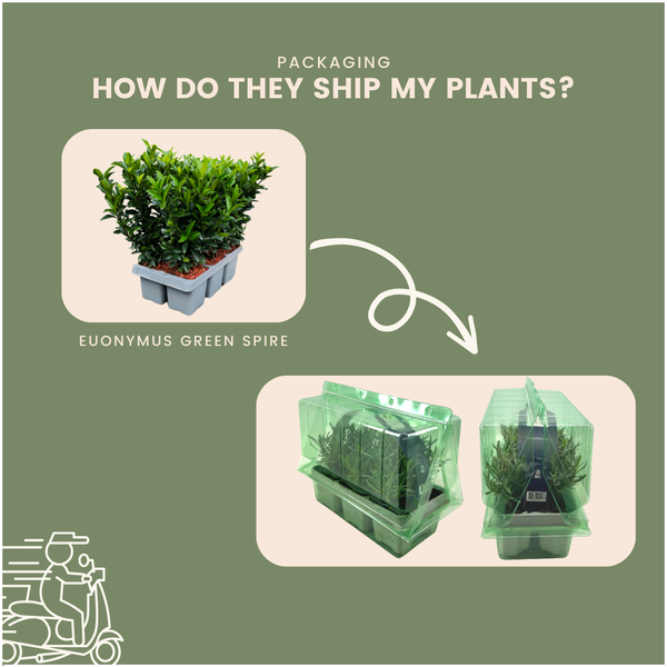 Sichere und nachhaltige Verpackung für den Versand von Euonymus japonicus Green Spire.
