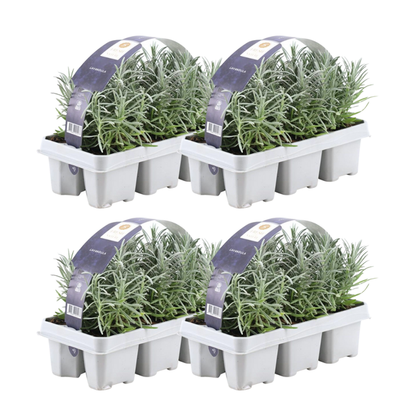 Lavandula angustifolia junge Pflanze mit silbrig-grünen Blättern im 7cm Topf, 15cm hoch