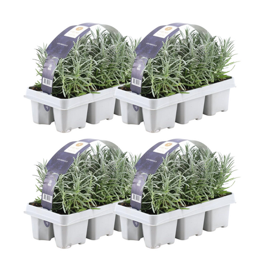 Lavandula angustifolia junge Pflanze mit silbrig-grünen Blättern im 7cm Topf, 15cm hoch