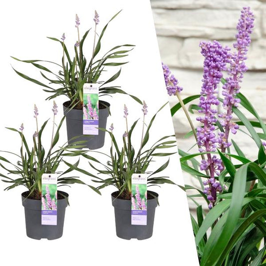 Liriope muscari Ingwersen mit grasartigen grünen Blättern und violetten Blütenähren im 14cm Topf, 25cm hoch