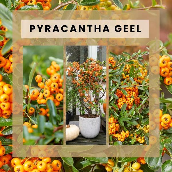 Collage der Pyracantha coccinea Sunny Star Nahaufnahme der gelben Beeren die Pflanze im Kübel und eine etwas weiter entfernte Nahaufnahme
