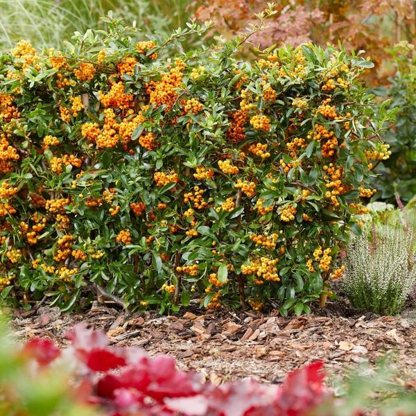 Pyracantha coccinea Sunny Star als dichte Hecke mit gelben Beeren und grünem Laub