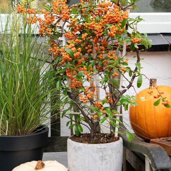Die Pyracantha coccinea Sunny Star in einem dekorativen Kübel auf einer Terrasse