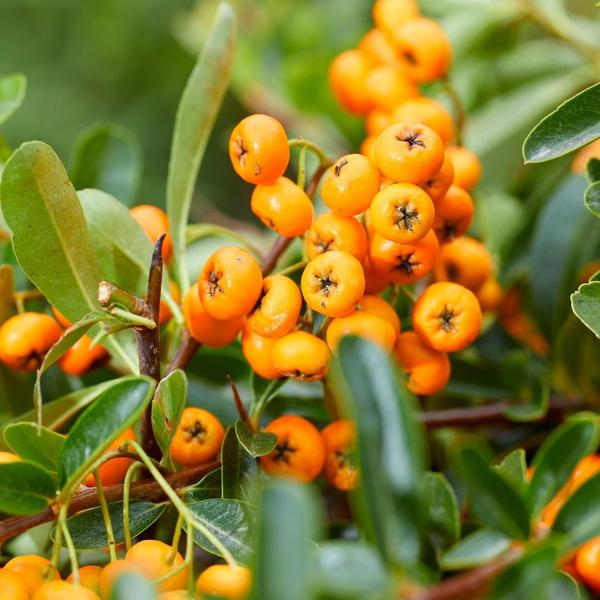 Nahaufnahme der gelben Beeren und immergrünen Blätter der Pyracantha coccinea Sunny Star