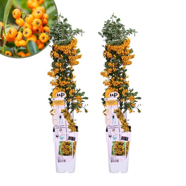 Produktbild der Pyracantha coccinea Sunny Star ein immergrüner Strauch mit gelben Beeren