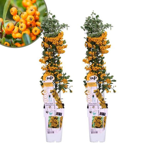 Produktbild der Pyracantha coccinea Sunny Star ein immergrüner Strauch mit gelben Beeren