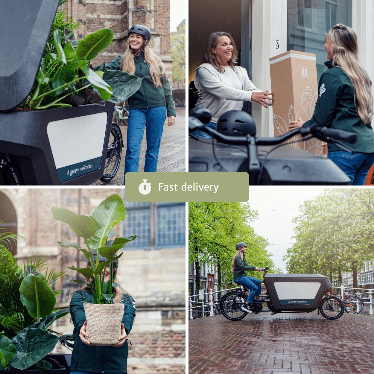 Silberne Efeutute als Kletterpflanze – Ideal für Regale, Hängeampeln oder als Dekoration