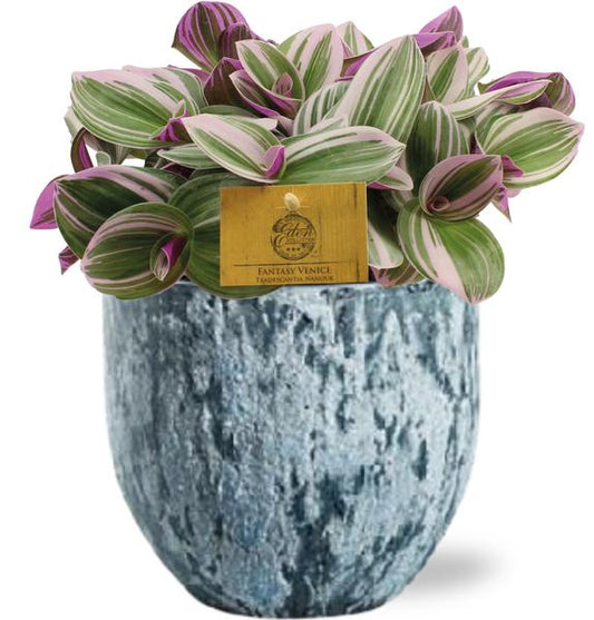 Tradescantia Nanouk - Ø15cm - ↕25cm + Sem Pot D16x14cm - Blau
