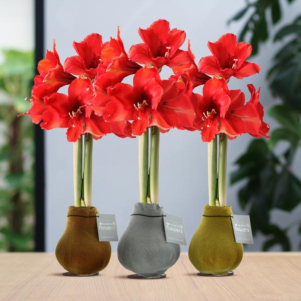 Ohne Wasser Blumen (wax amaryllis)  XMAS Metallic mix - 3er set + Rote Blumen