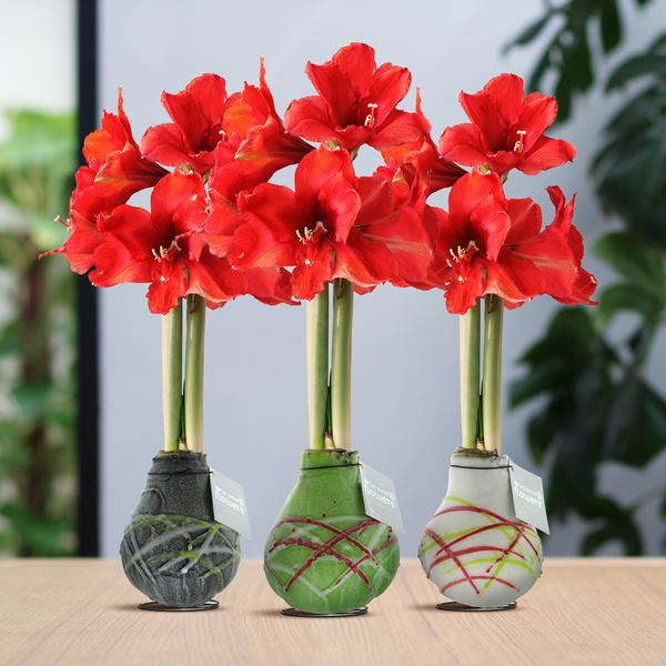 Ohne Wasser Blumen (wax amaryllis)  XMAS Mix - 3er set + Rote Blumen