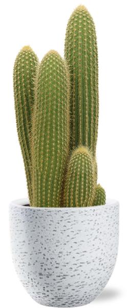 Vatricania Guentheri - Ø21cm - ↕55cm + Tim Pot D24x22cm - Weiß