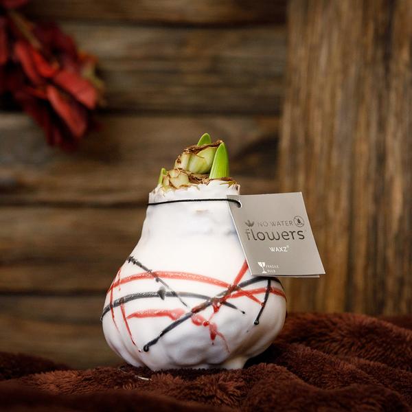Ohne Wasser Blumen (wax amaryllis)  XMAS Mix - 3er set + Rote Blumen