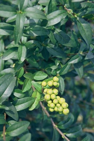 Ligustrum vulgare 'Atrovirens` - Wurzelnakt - 80/100 - 100x