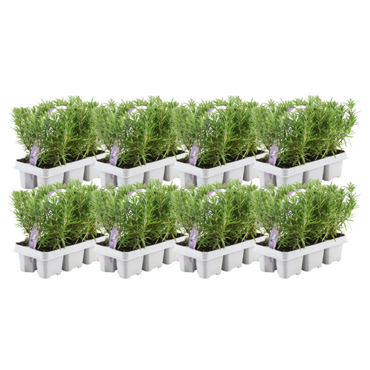 8 x 6 pack Rosmarinus officinalis - 48 x Ø7 cm - ↕25 cm