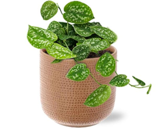 Scindapsus Pictus - Ø12cm - ↕15cm + Aresso Pot D13x12,5cm - Braun