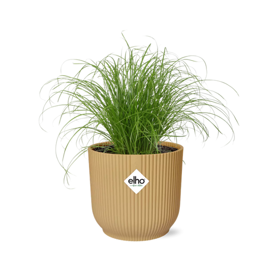 Cyperus Alternifolius Zumula in Topf 14cm - 25cm Gelb