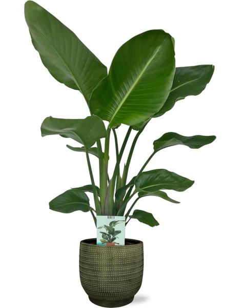 Strelitzia Nicolai - Ø19cm - ↕90cm + Lykke Pot D21x20cm - Grün