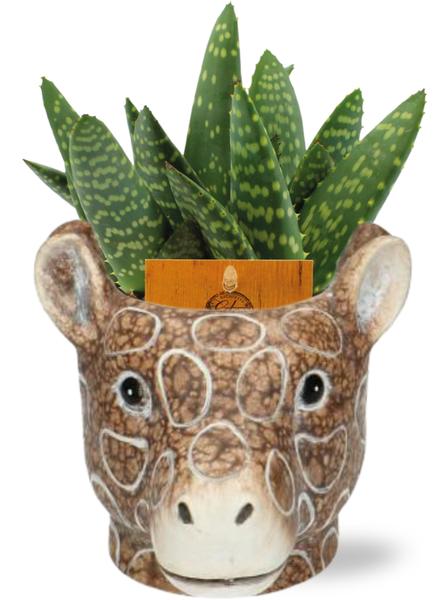 Aloe Paradisicum - Ø10,5cm ↕15cm + Planter Giraf D11/14x11cm - Braun