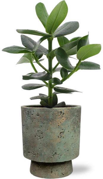 Clusia Rosea Princess - Ø12cm - ↕15cm + Topf - Grün