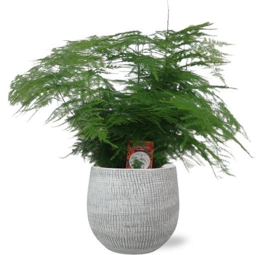 Asparagus Setaceus - Ø17cm - ↕45cm + Ryan Pot D18x16cm - Weiß