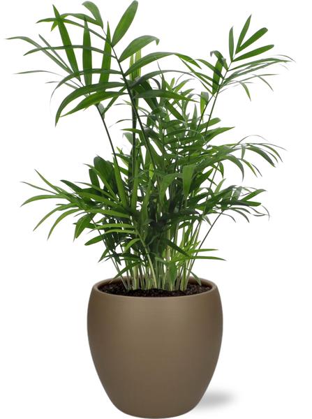 Chamaedorea Elegans - Ø12cm - ↕40cm + Topf - Braun