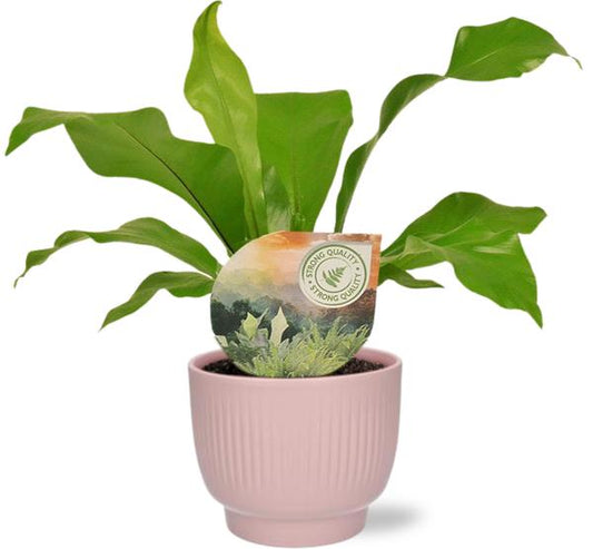 Asplenium Nidus - Ø12cm - ↕35cm + Potenza Rib Pot D13x11cm - Rosa