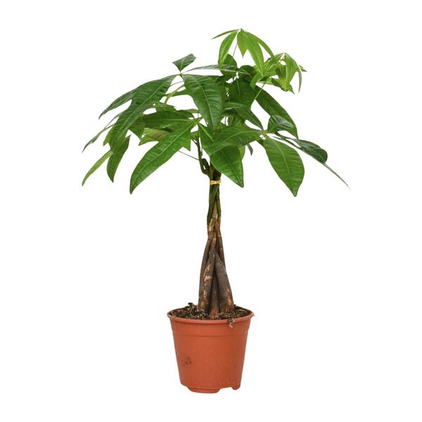 Pachira Aquatica - Geldbaum - Ø14cm - ↕50cm - Ø14 - ↨50cm