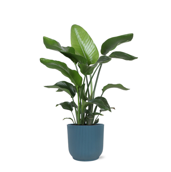 Strelitzia Nicolai - Ø21cm - ↕80cm in Blauer Topf