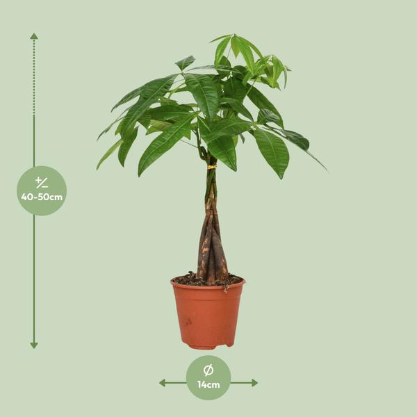 Pachira Aquatica - Geldbaum - Ø14cm - ↕50cm - Ø14 - ↨50cm