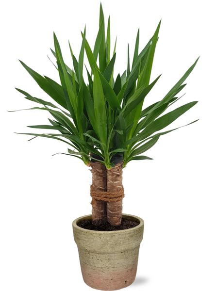 Yucca "Tres Cañas" Stam - Ø19cm - ↕70cm + Invorno Pot D20x18cm - Natürlich