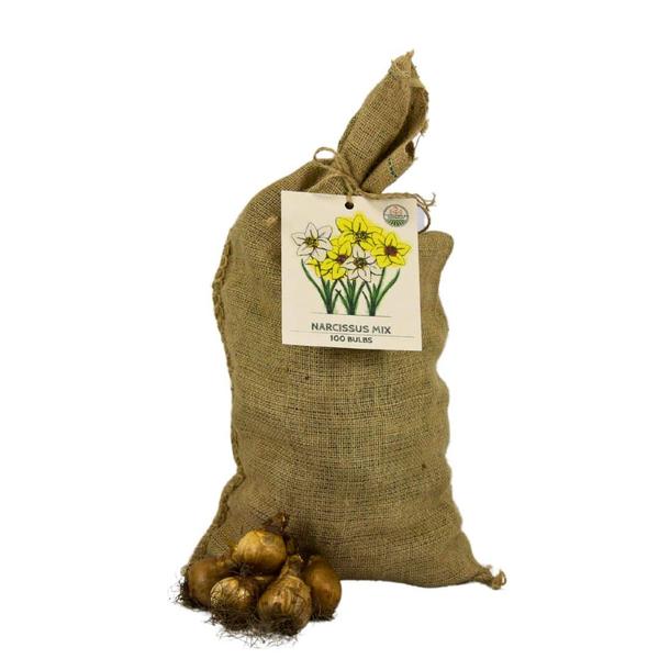 Flowerbulbs Amsterdam - Super Narcissus Mix - Nachhaltige Vorteilspackung, 100 Blumenzwiebeln f�r 2,5 m� Blumenpracht - Gr��e 12/14