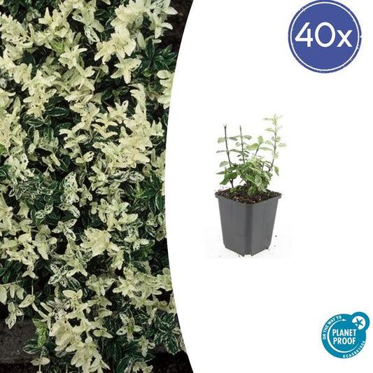 Euonymus fort. 'Harlequin' - ↕10-25cm - Ø9cm - 40x