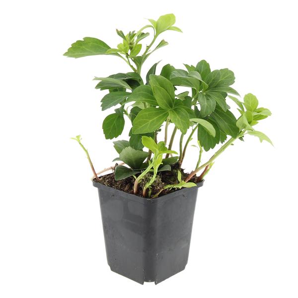 Pachysandra term. 'Green Carpet' - ↕25cm - Ø9cm - 20x,