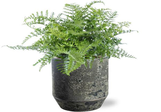 Asplenium Parvati - Ø21cm - ↕40cm + Lars Pot D24x22cm - Grau