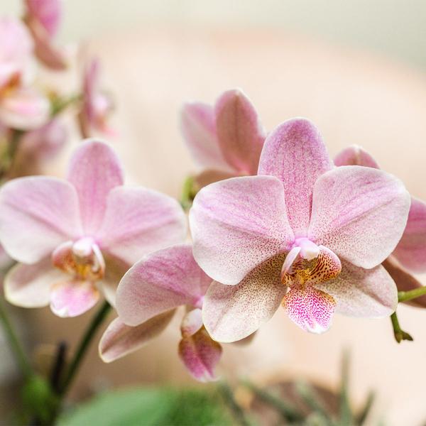 Kolibri Orchids I KOMBI ANGEBOT von 2 altrosa Phalaenopsis Orchideen - Treviso - Topfgröße Ø12cm | blühende Zimmerpflanze - frisch vom Züchter