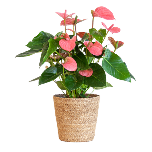 Anthurium Pink Explosion mit naturfarbenem Korb - 55cm - Ø17