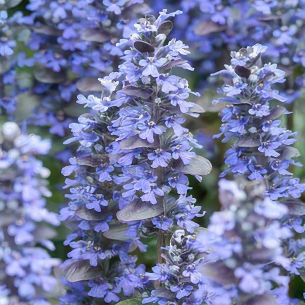 Ajuga reptans 'Burgundy Glow' - ↕25cm - Ø9cm - 6x