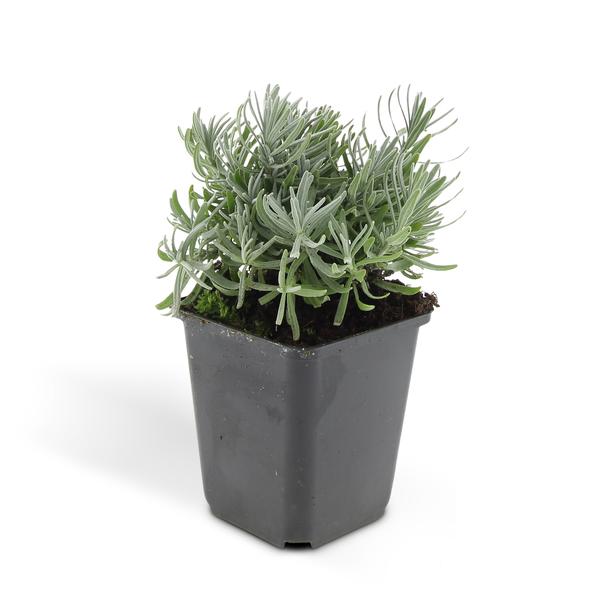 Lavendel 'Hidcote' - ↕10-25cm - Ø9cm - 6x
