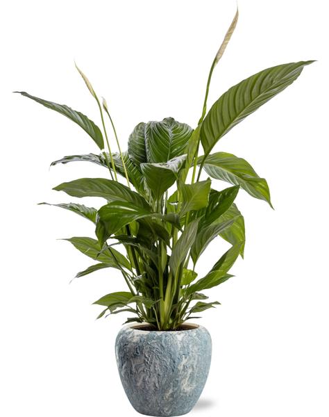 Spathiphyllum Bingo Cupido - Ø19cm - ↕80cm + Doug Pot D20x18cm - Grau Weiß