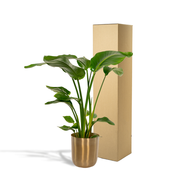 Strelitzia Nicolai - Ø19cm - ↕90cm + Topf Gold