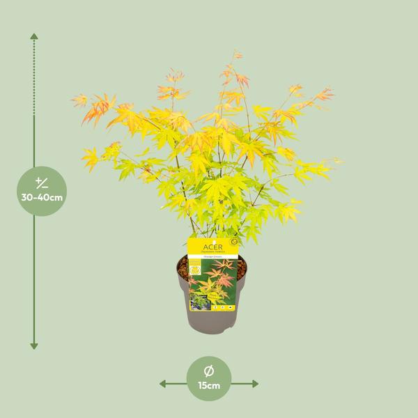 Acer palmatum Orange Dream - Ø19cm - ↕40cm - Ø15 - ↨30cm